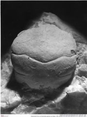 Historisches Foto von Eodromites grandis (von Meyer, 1857) (NHMW-AFW-GEO-BACHMAYER-FOTO-1990-0041-2097)